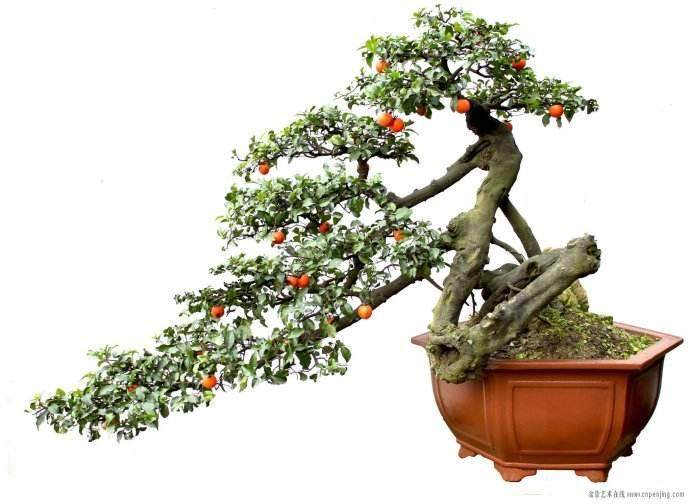 日本最大的盆景用品直接进口商