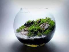 微景观盆景的制作