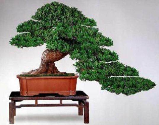 可以招财的罗汉松盆景