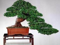 可以招财的罗汉松盆景