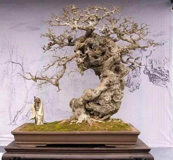 据说玩盆景有七个层次,看看你到那层?