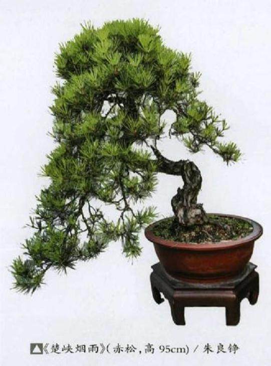 荆楚松树盆景造型风格初探