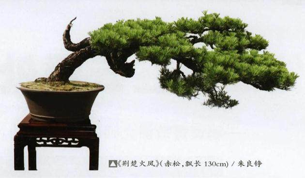 荆楚松树盆景造型风格初探
