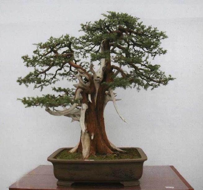 河南中州盆景学会代表近80人参加会议