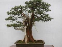 河南中州盆景学会代表近80人参加会议