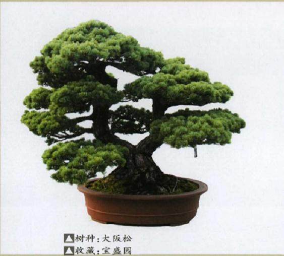 常州旅游节启幕仪式在宝盛盆景园盛大举办