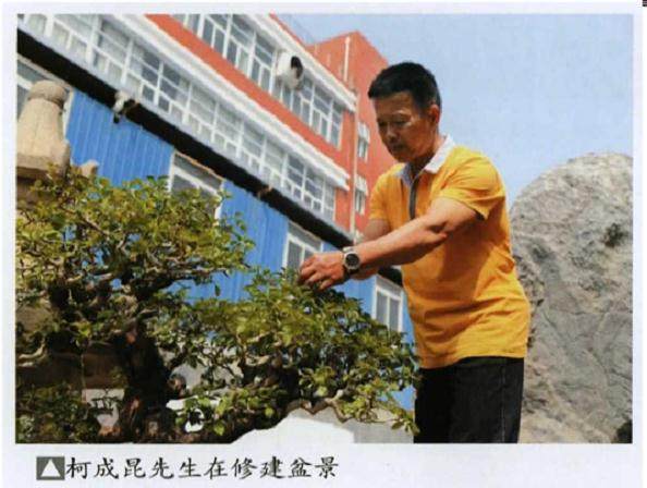 盆景在厦门深厚的历史传承