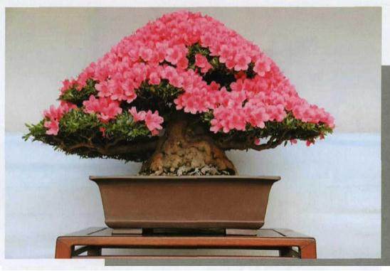 日本皋月盆景协会为纪念创立70周年