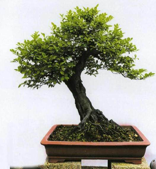 台州三门前郭盆景小镇举办首届老鸦柿交流会