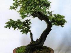 台州三门前郭盆景小镇举办首届老鸦柿交流会