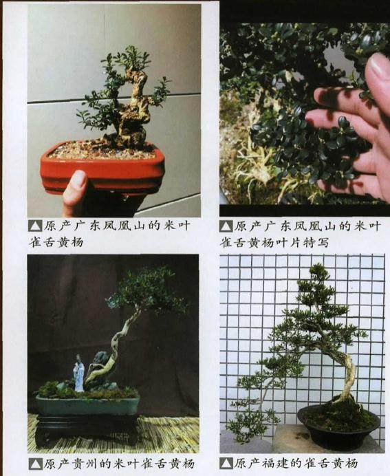 雀舌大叶黄杨盆景怎么施肥换盆与浇水