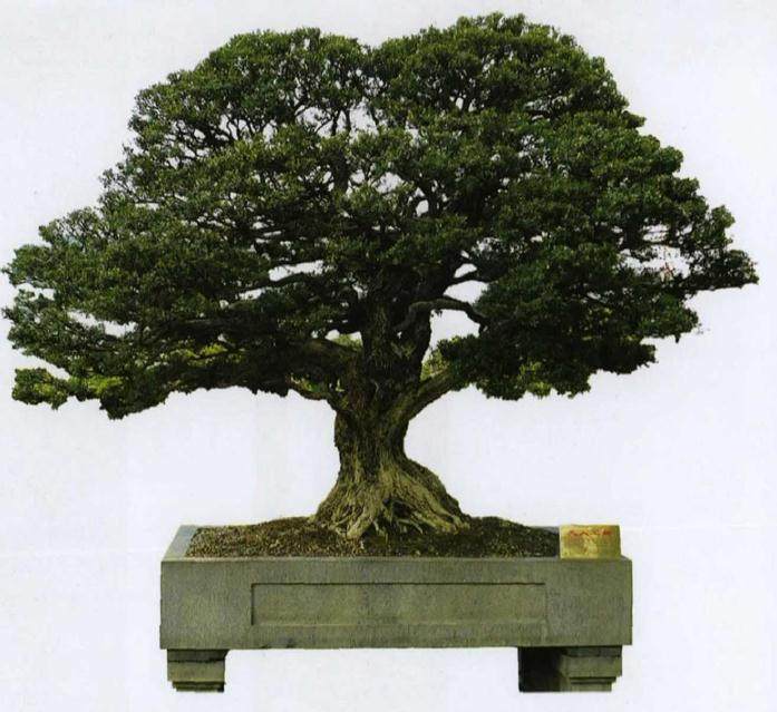 雀舌黄杨盆景的施肥换盆与浇水