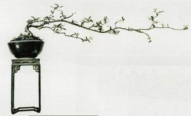 第一次听盆友称我的盆景为&ldquo;素仁格&rdquo;大约是1983年