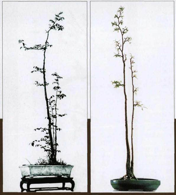 第一次听盆友称我的盆景为&ldquo;素仁格&rdquo;大约是1983年