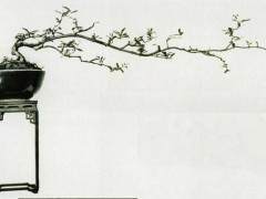 第一次听盆友称我的盆景为素仁格大约是1983年