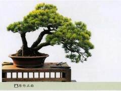 解读黄敖训大师平均的新作《懒云仙》