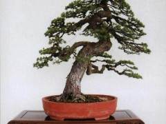 现在针对日本盆景有许多截然不同的观点