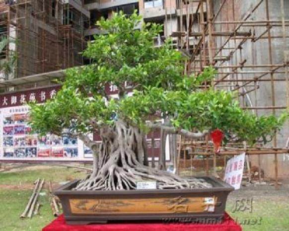 化州盆协召开盆景年会暨“会员之家”落成庆典