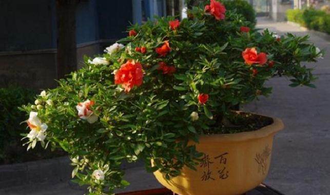 夏鹃盆景的修剪技巧