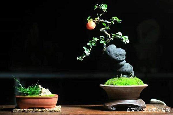 制作微型盆景的4个技巧