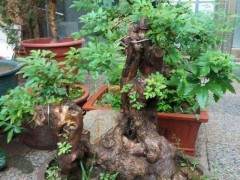 挖一棵黄荆做成盆景 价格翻倍往上涨