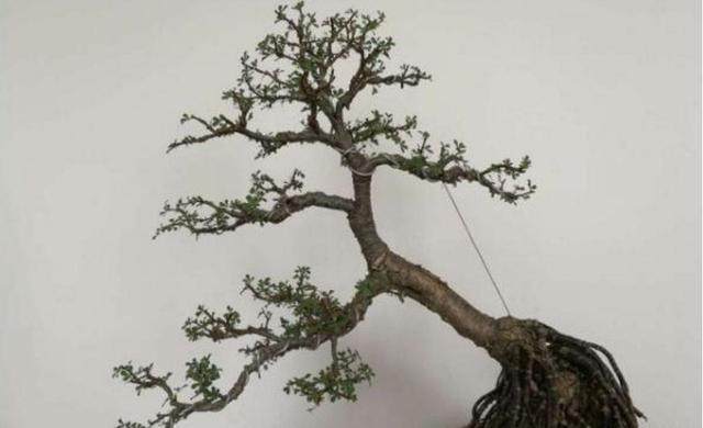 金雀盆景做成型后 被邻居高价买走!