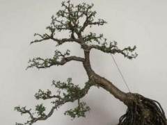 金雀盆景做成型后 被邻居高价买走