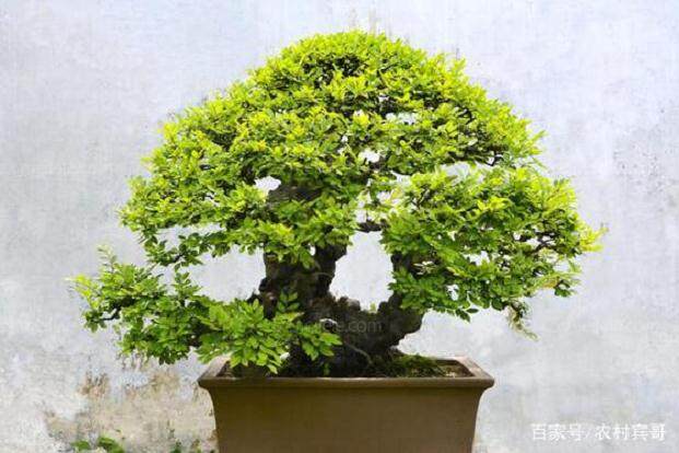 制作榆树盆景 首先要挖桩