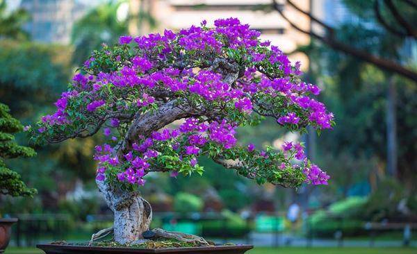 三角梅盆景的修剪与浇水施肥