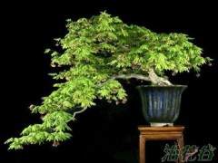 每次盆景翻盘时都要施肥