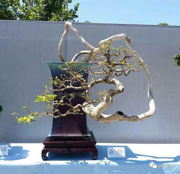 适合您的盆景和所有植物的是最佳干燥无机肥料