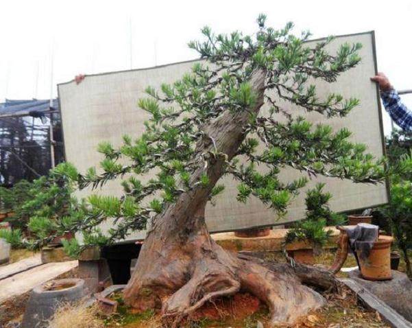 购买盆景铝线的注意事项