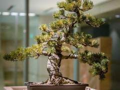 中国被认为是盆景的发源地 后来被日本人采用