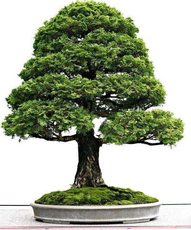 盆景初学者的入门技巧