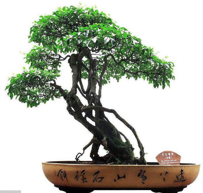 户外盆景树的浇水与施肥