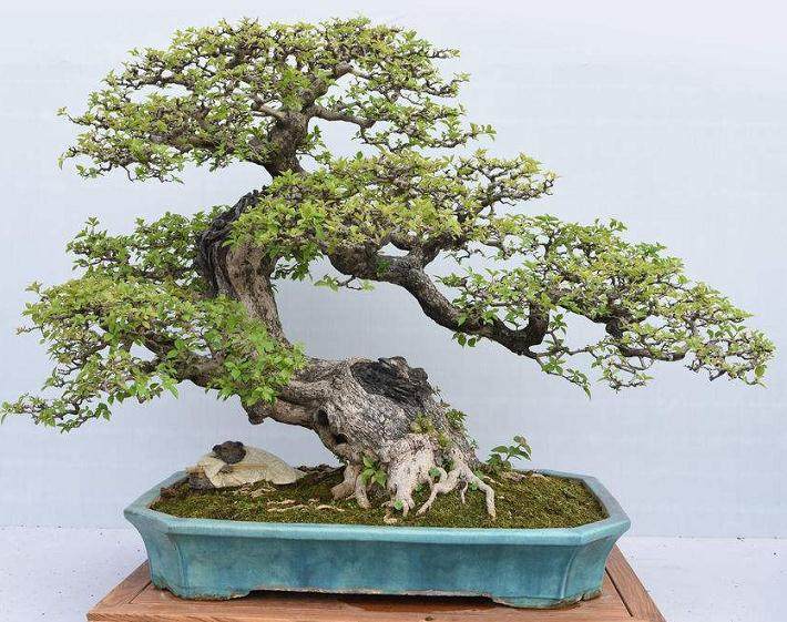 我应该多久给盆景树浇水一次?