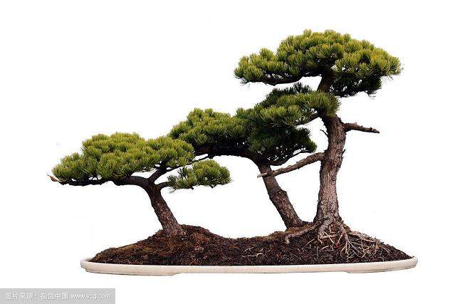 你的盆景越冬或“冬天我的盆景怎么办？”