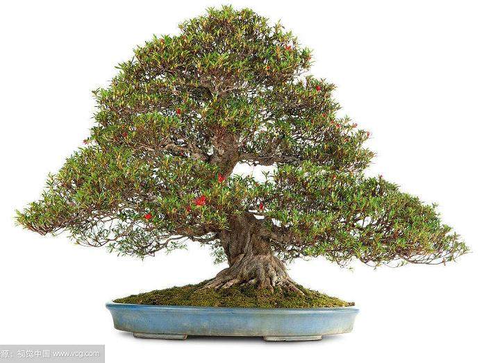 我应该多久给盆景树施肥一次？