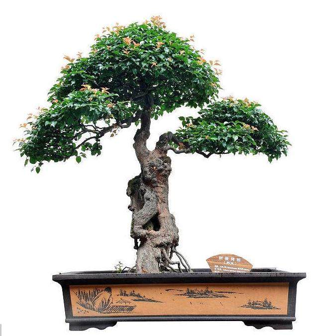 我多长时间泡一次盆景树?