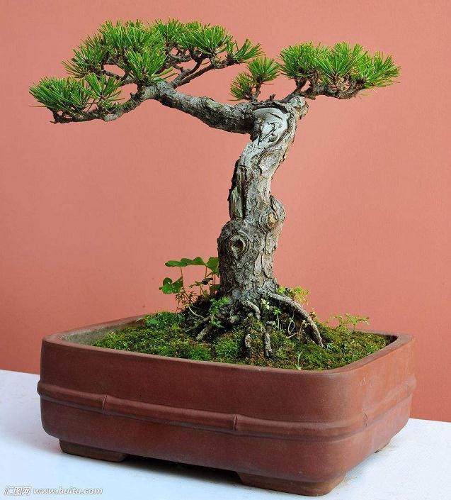 我的盆景树需要多少光照?