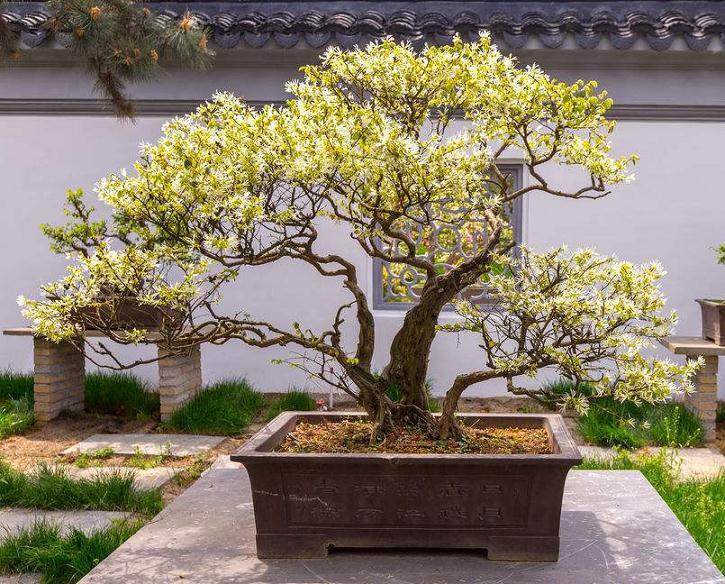 如何修剪我的盆景?