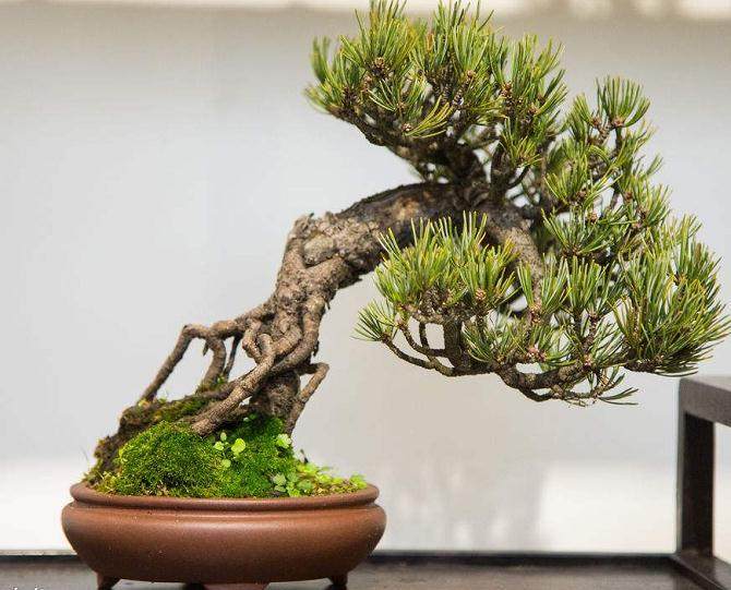 如何预防疾病和昆虫感染我的盆景?