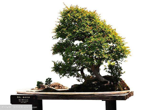 如何选择用于制作盆景的电线类型?