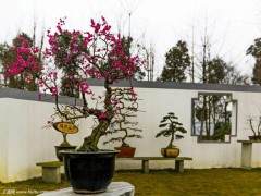 什么是盆景土壤 如何用于盆景