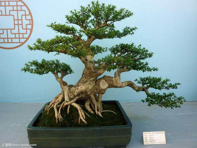 如何给盆景选择合适的盆子？