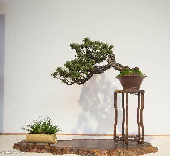 我应该多久对盆景翻盘一次？