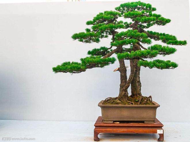 盆景落叶的预防措施