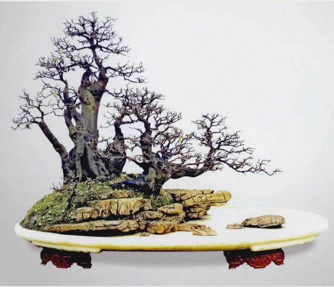 树石盆景的用材技巧