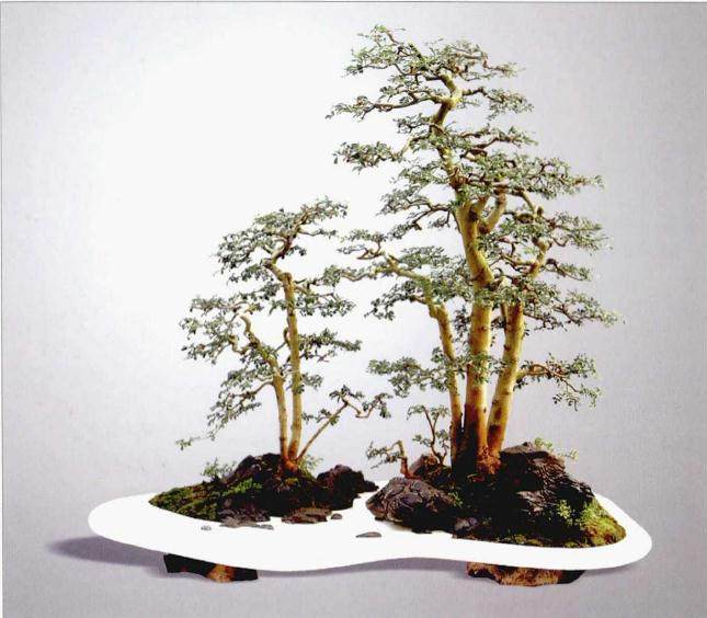 树石盆景的用材技巧