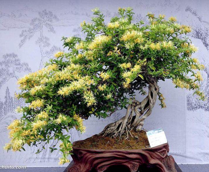 金银花附石盆景的制作方法